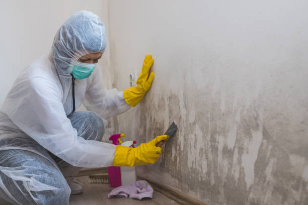 Best Residential Mold Removal  in Saginaw, TX
