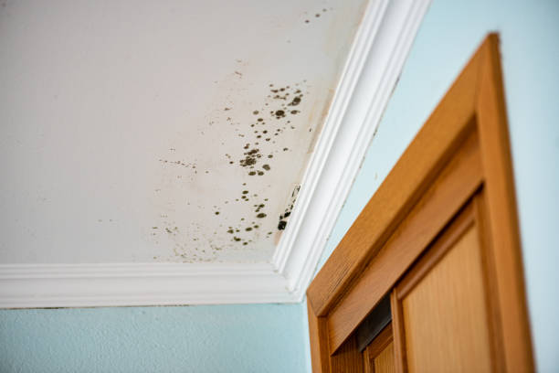 Professional Mold Removal in Saginaw, TX
