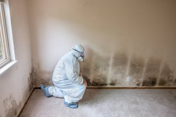 Office Mold Removal Services in Saginaw, TX