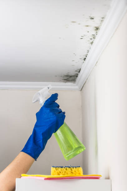Best Certified Mold Removal  in Saginaw, TX