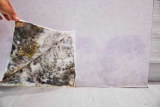 Best Home Mold Removal  in Saginaw, TX